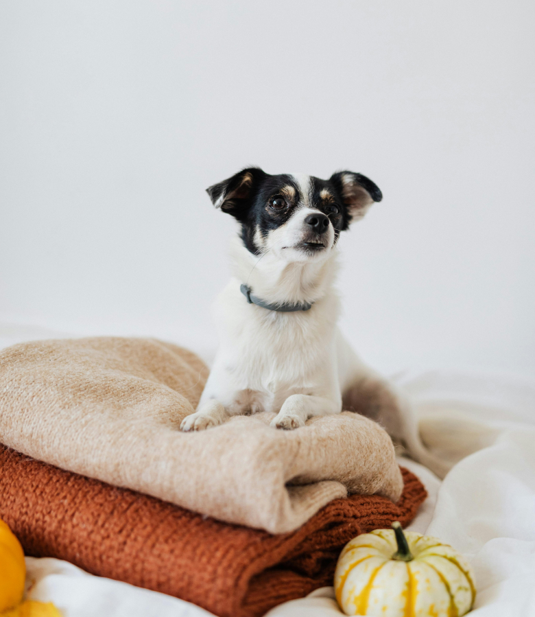 dog on blanket