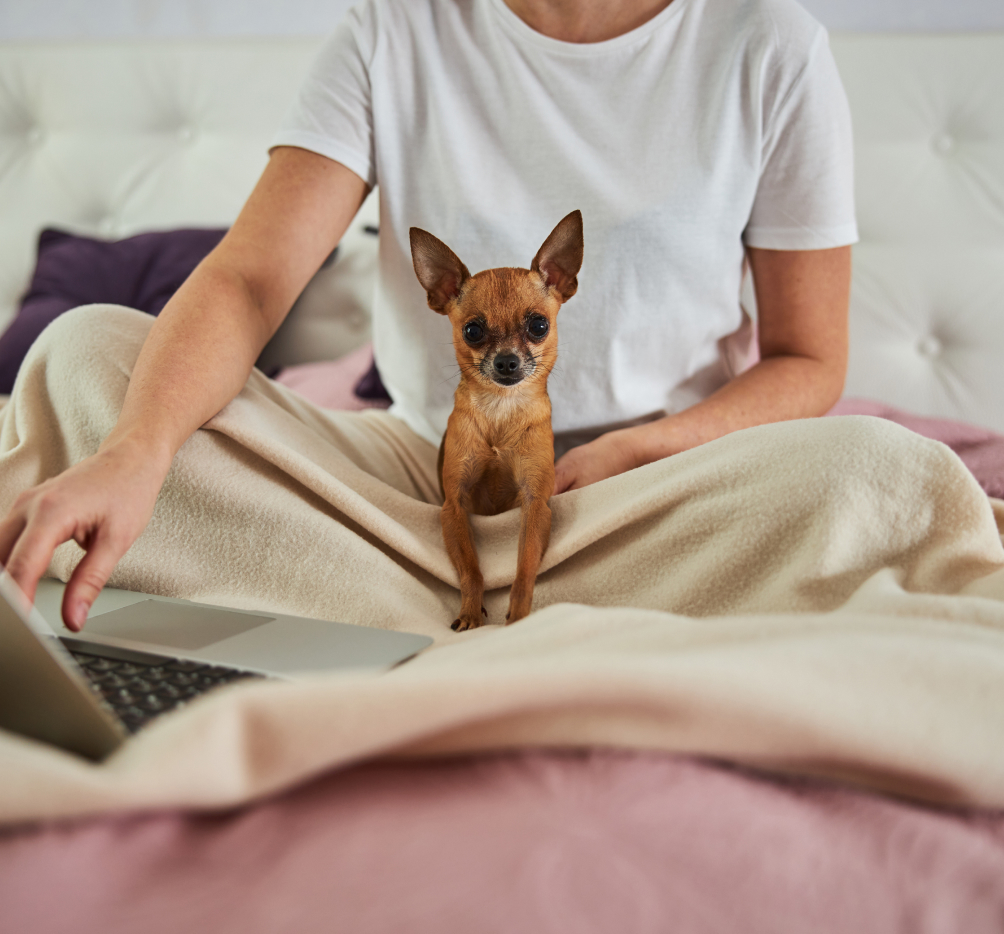 Dog standing on a bedcover while its owner using laptop