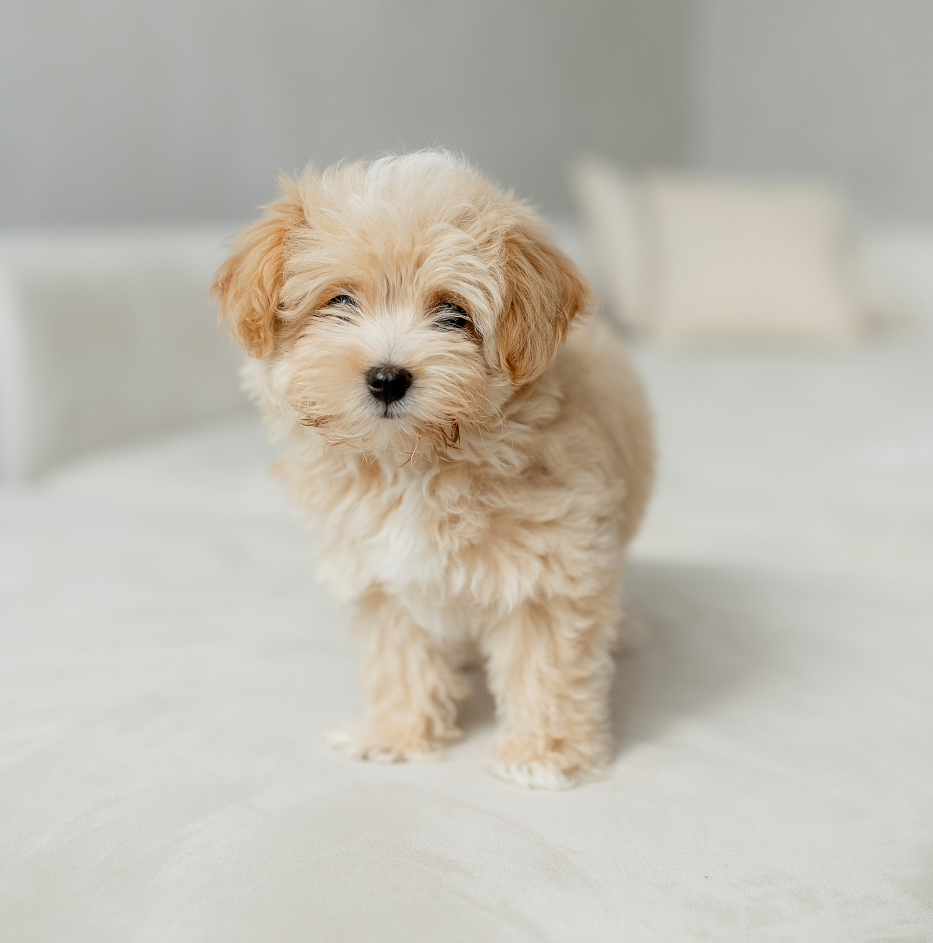 Little maltipoo dog